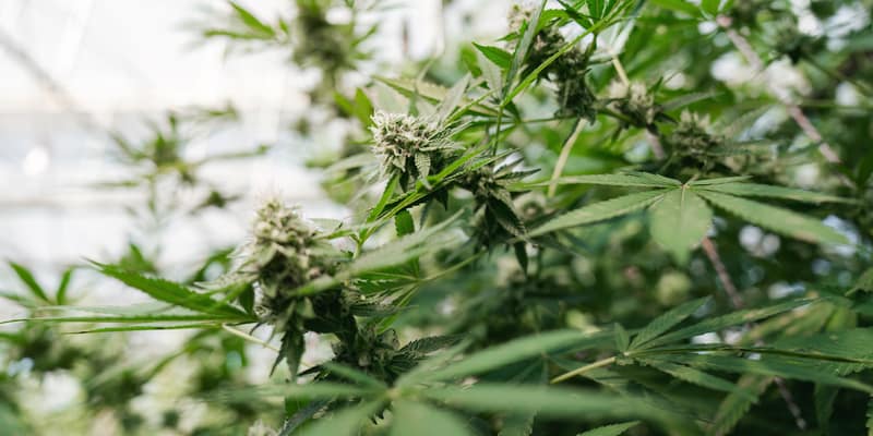 Cannabis