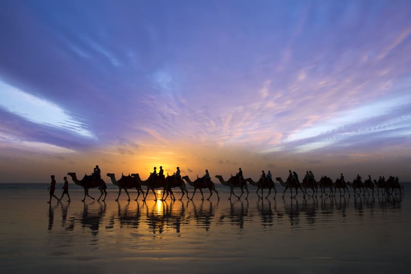 Camel safari