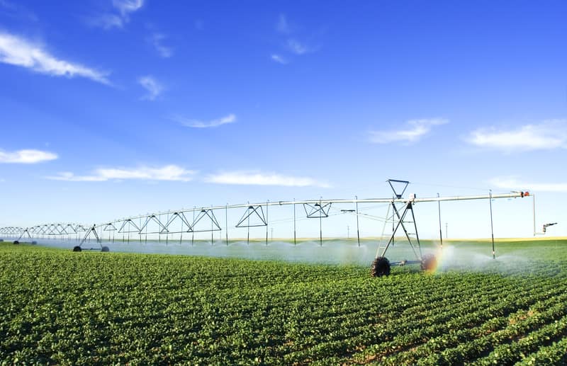 Irrigating potato field