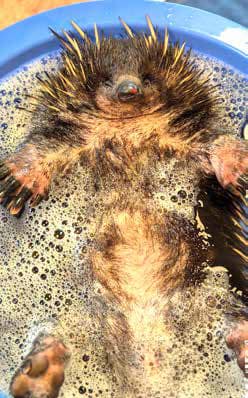 Echidna day spa