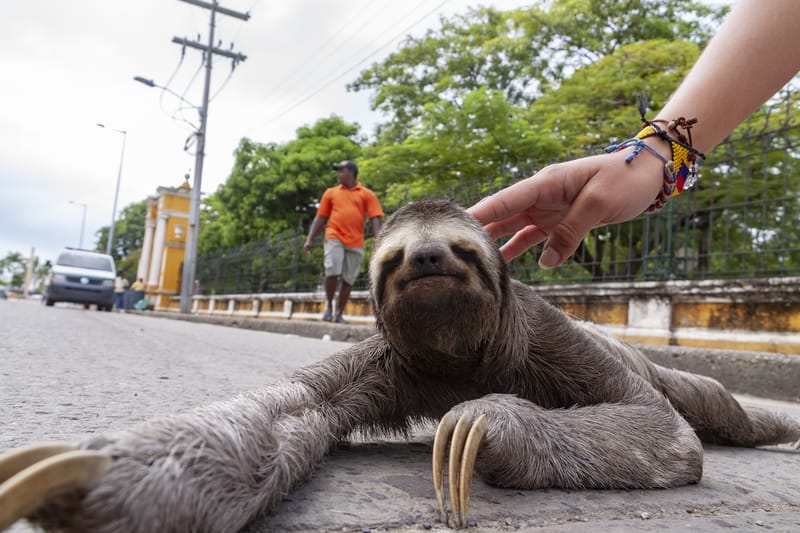 Sloth