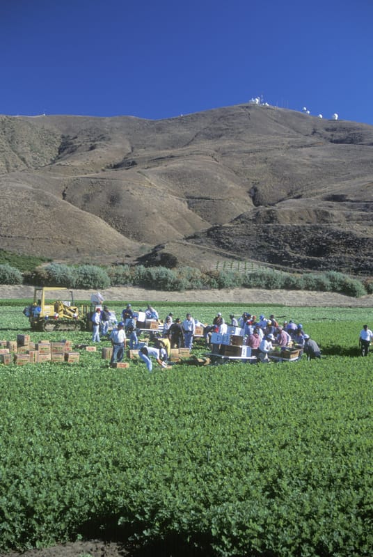 Farm workers in California