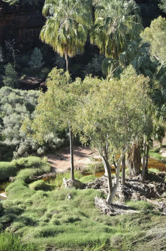 Palm Valley