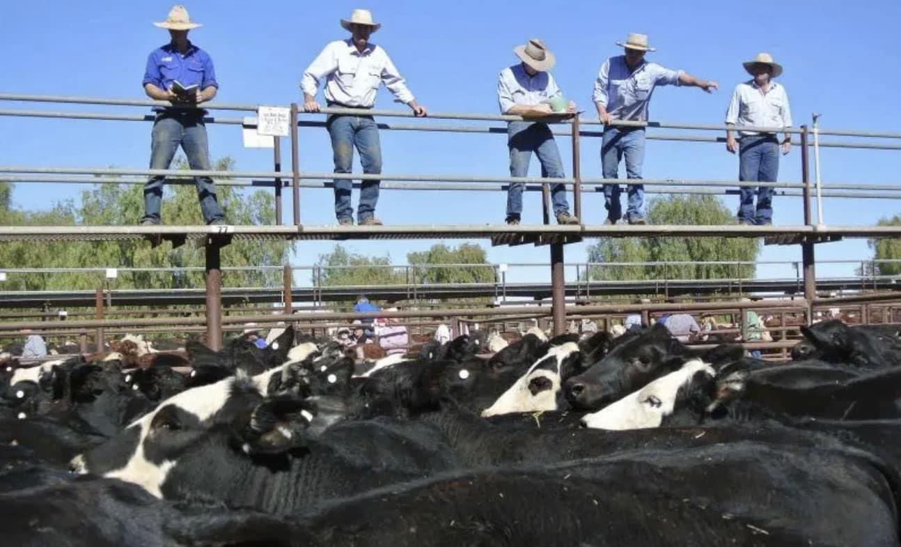 cattle sale