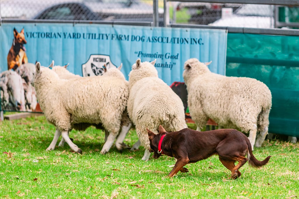 Working dogs