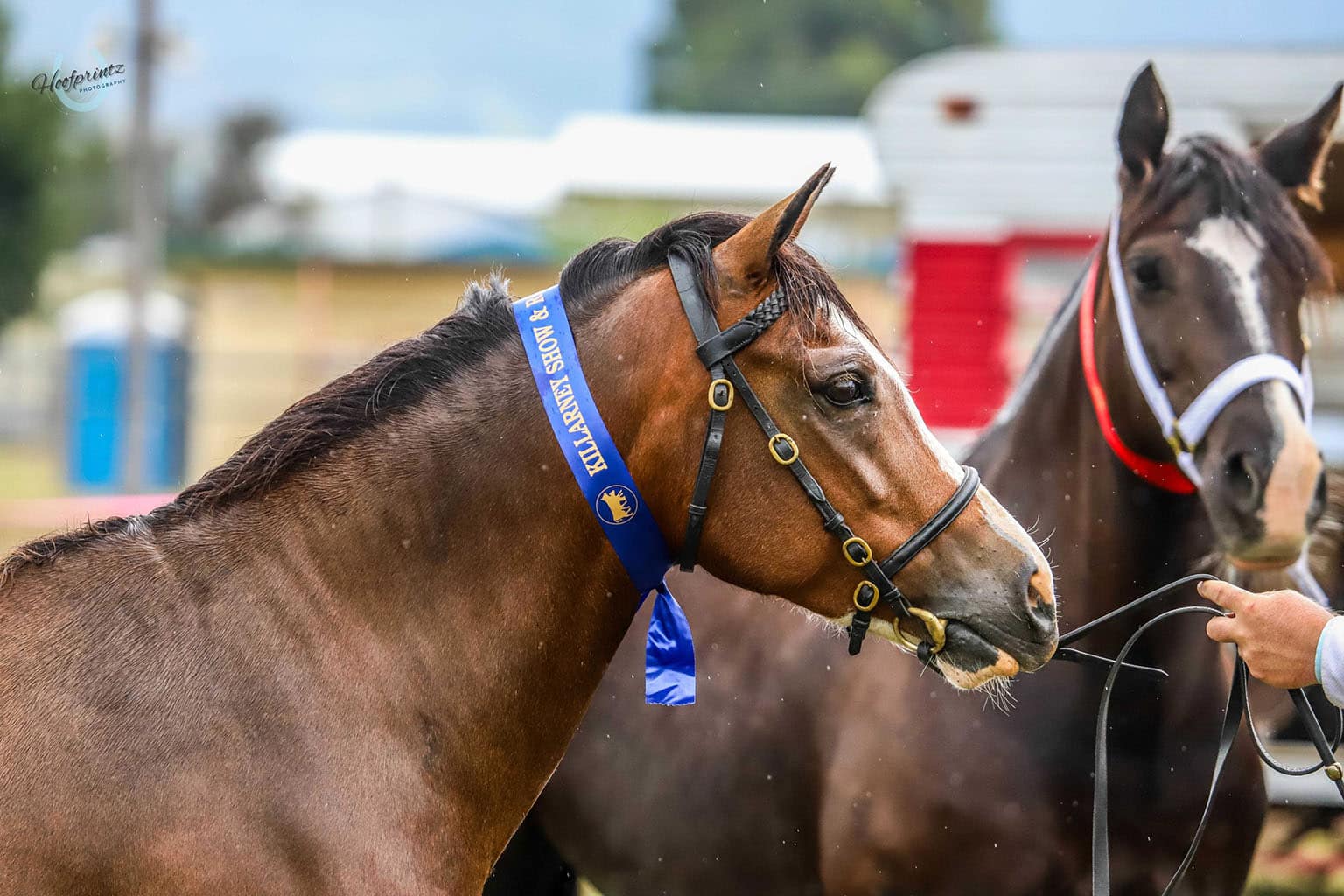 Killarney Show