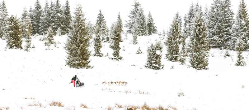 Idatarod Sled Dog Race