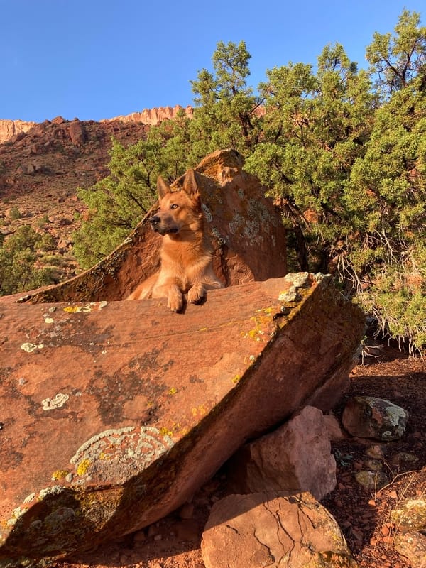 Dingo