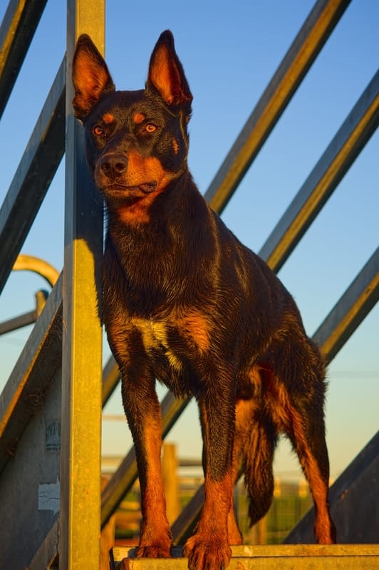 Kelpie