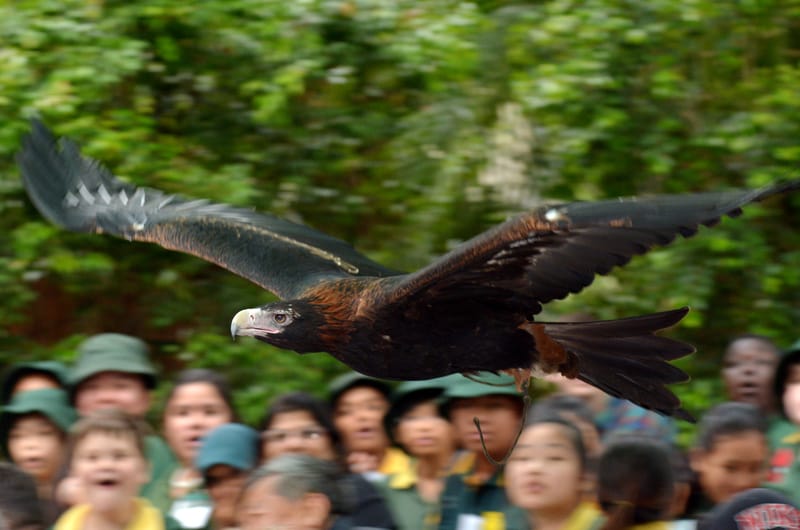 Wedge-tailed eagle at Currumbin