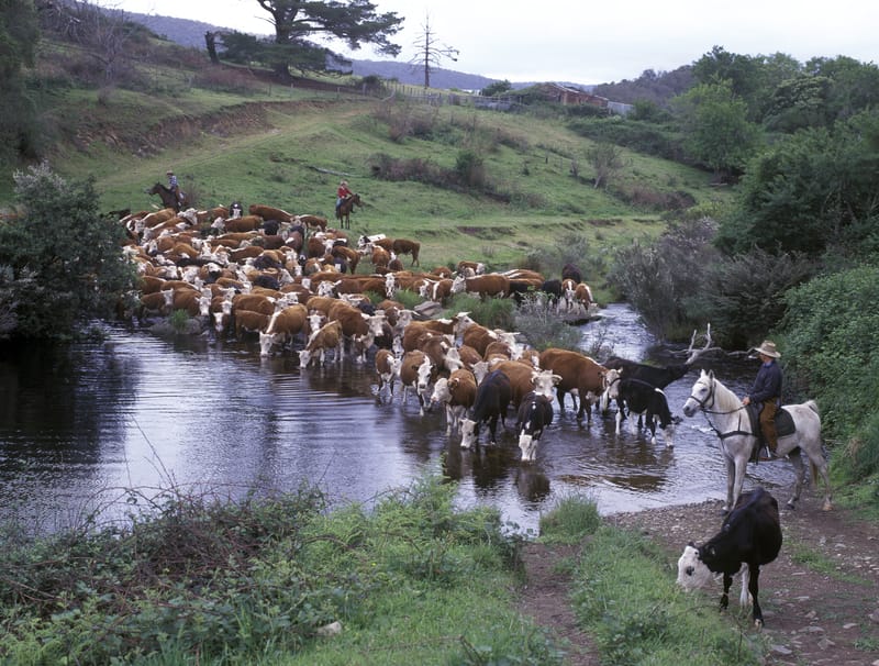Mitchell River district of Victoria