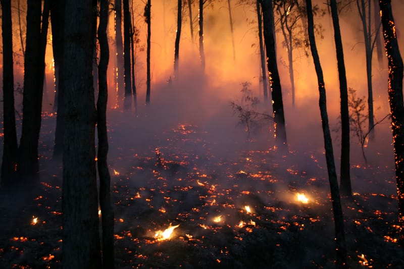 Bushfire