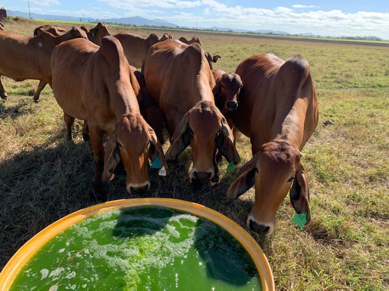 Algae
