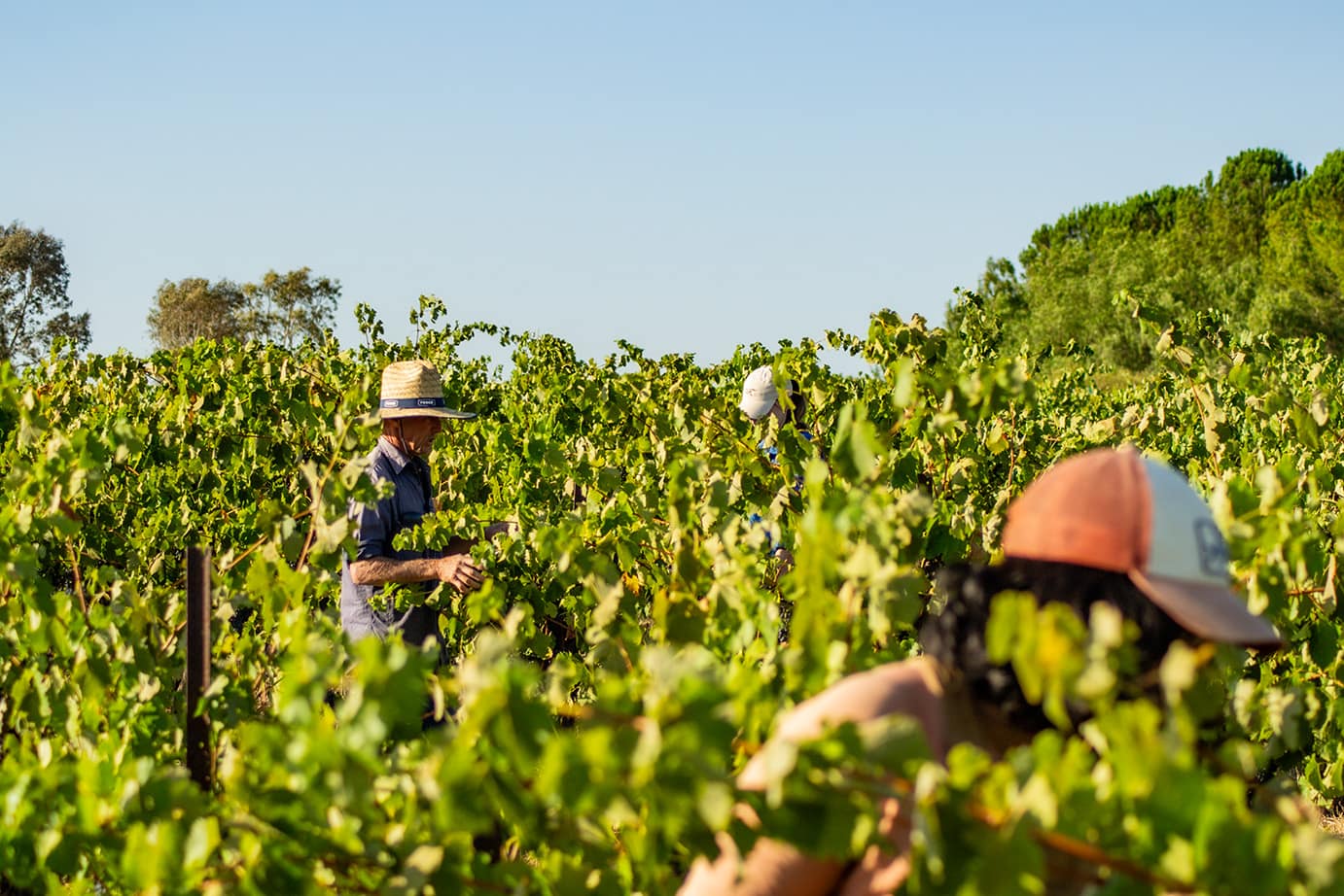 Lowe Vineyards