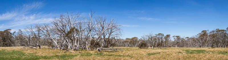 Snow gums c Michael Evans Dreamstime