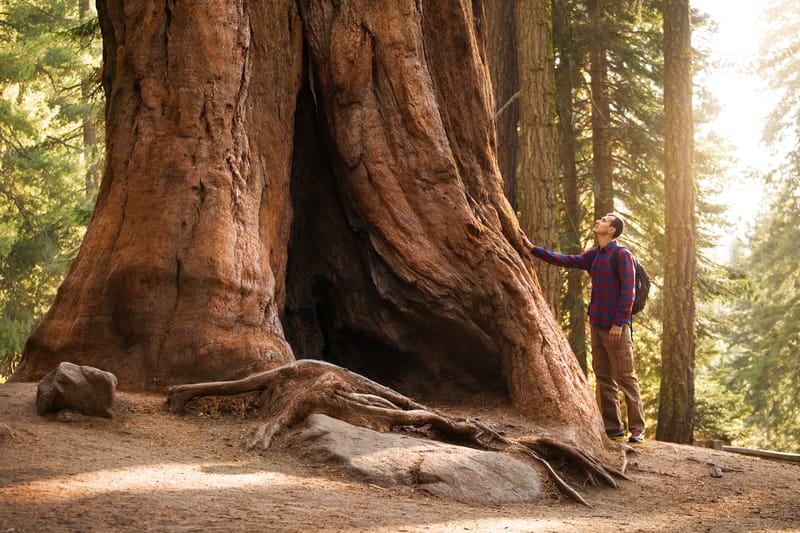 Redwoods