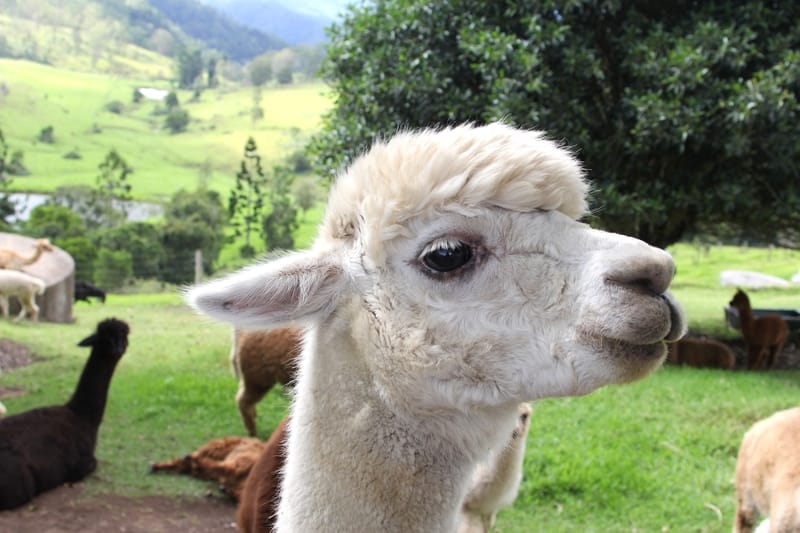 Alpacas at Tamborine Mountain
