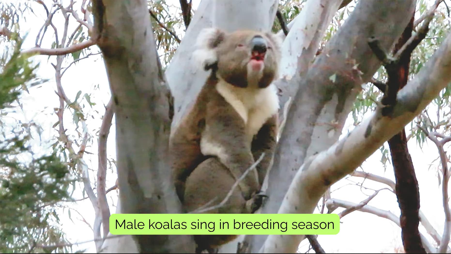 Koala bellowing