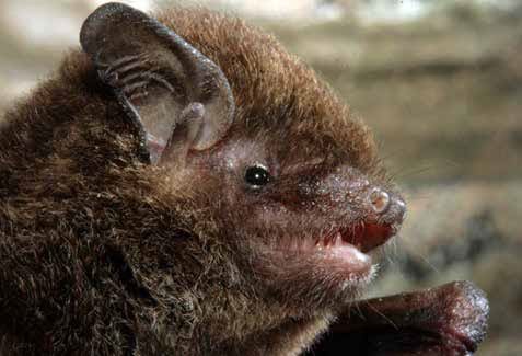 Large Forest Bat