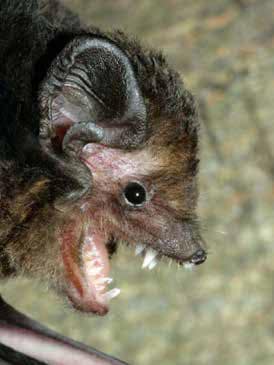 Gou;d' Wattled Bat