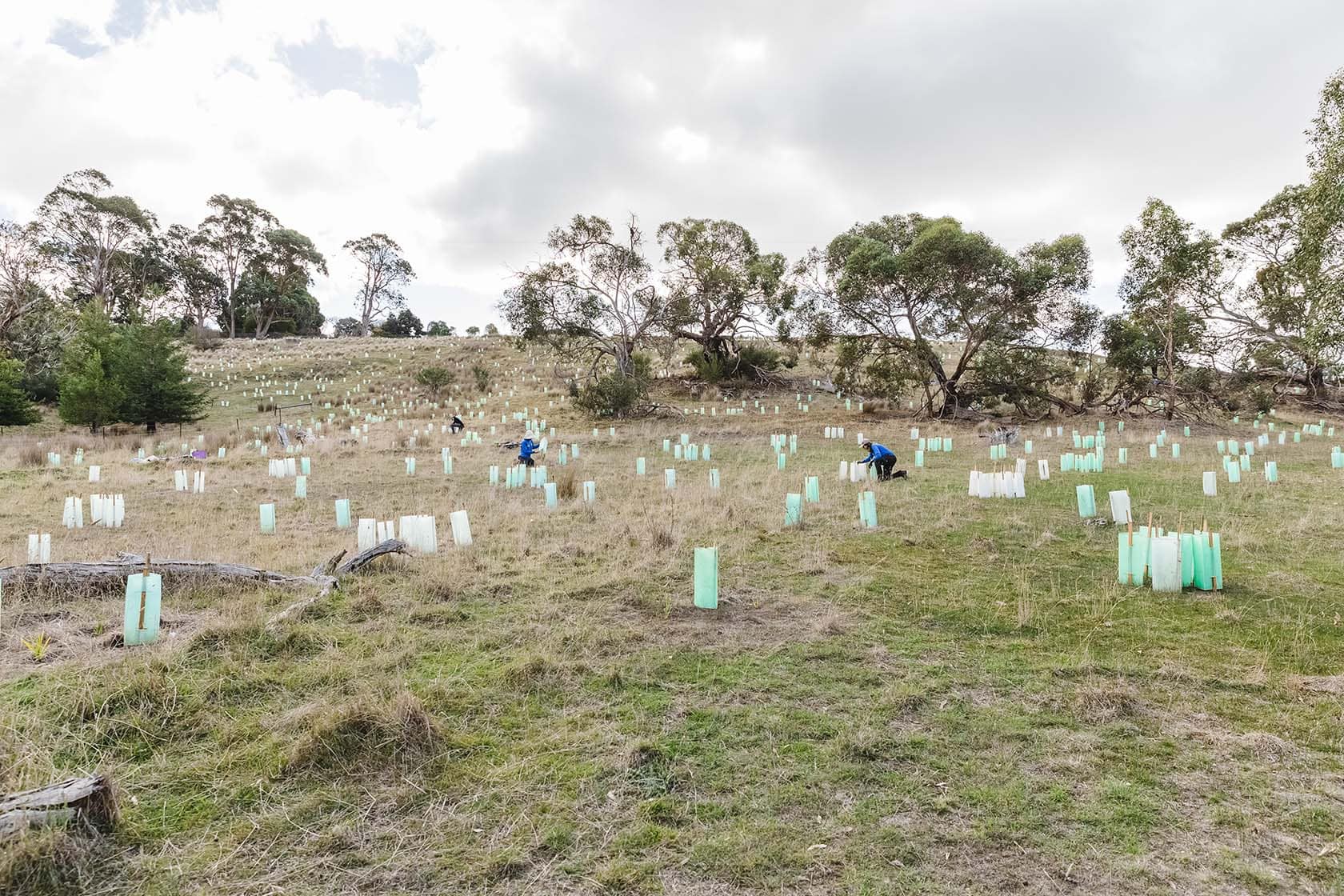 Moorabool River planting