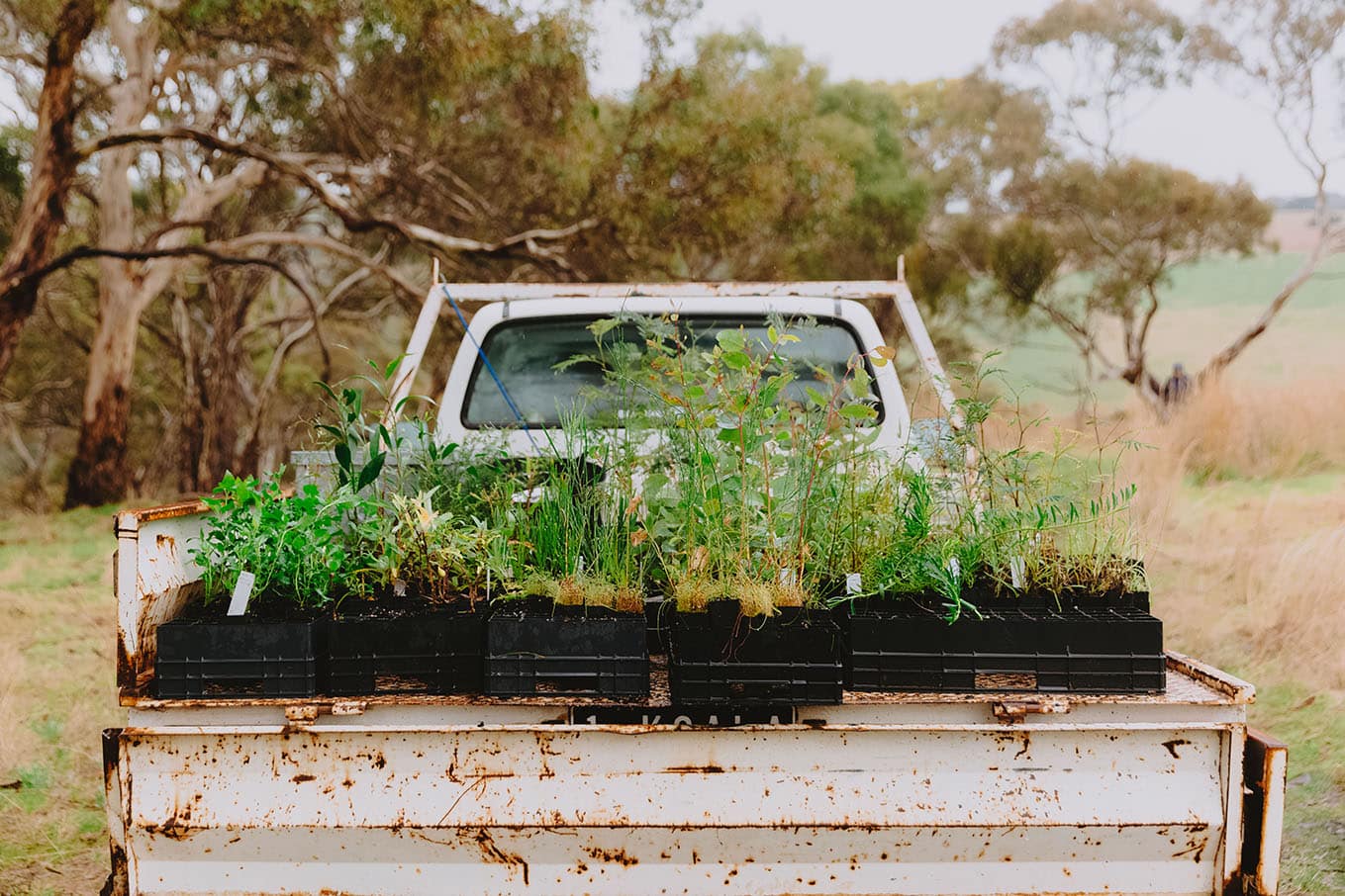 Ute of trees