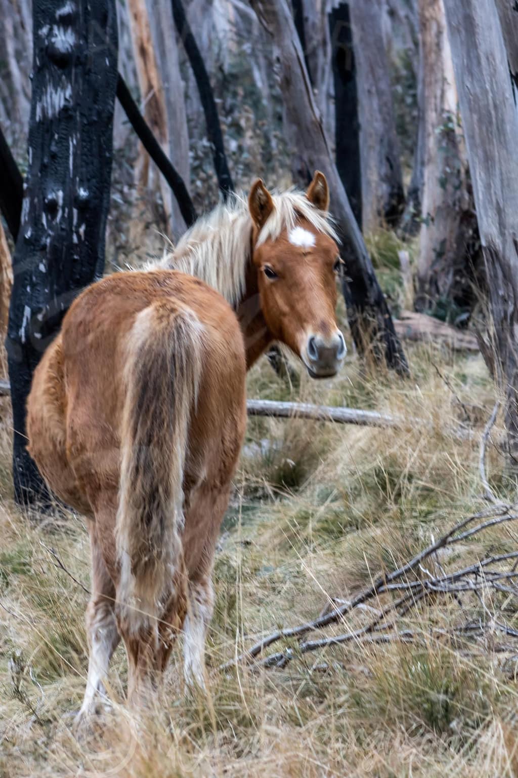 Brumby foal