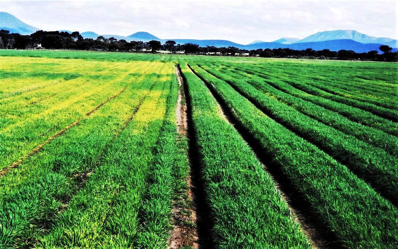 Waterlogged barley