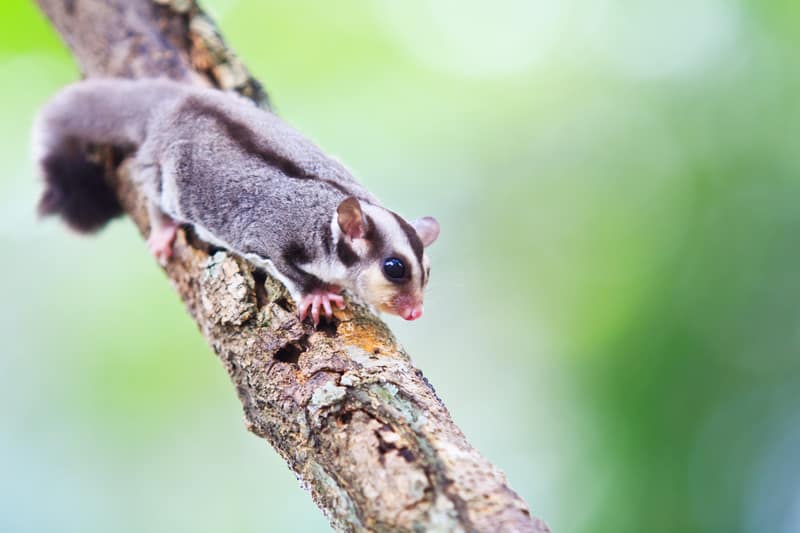 Sugar glider
