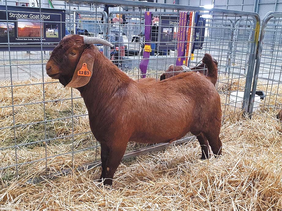 SZBRT2283 Grand Champion Red Boer