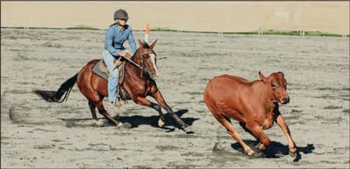 Downs Polo Club Camp