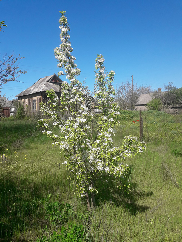 Farm in Ukraine